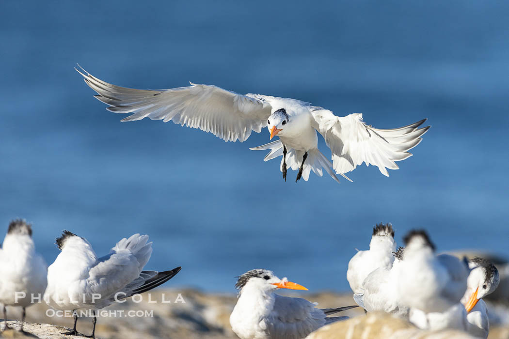 Royal Tern in flight, adult non-breeding plumage, La Jolla, Sterna maxima