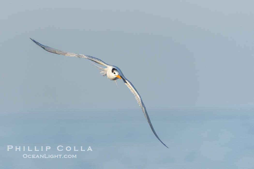 Royal Tern in flight, adult non-breeding plumage, La Jolla. California, USA, Sterna maxima, Thalasseus maximus, natural history stock photograph, photo id 38645