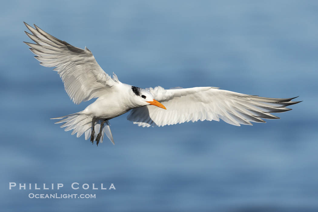 Royal Tern in flight, adult non-breeding plumage, La Jolla. California, USA, Sterna maxima, Thalasseus maximus, natural history stock photograph, photo id 38669