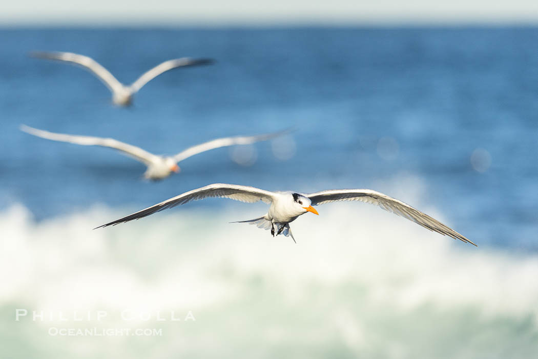 Royal Tern in flight, breaking waves and surf in the background, adult non-breeding plumage, La Jolla, Sterna maxima