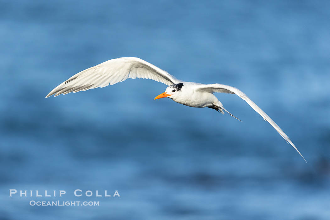 Royal Tern in flight, adult non-breeding plumage, La Jolla. California, USA, Sterna maxima, Thalasseus maximus, natural history stock photograph, photo id 38957