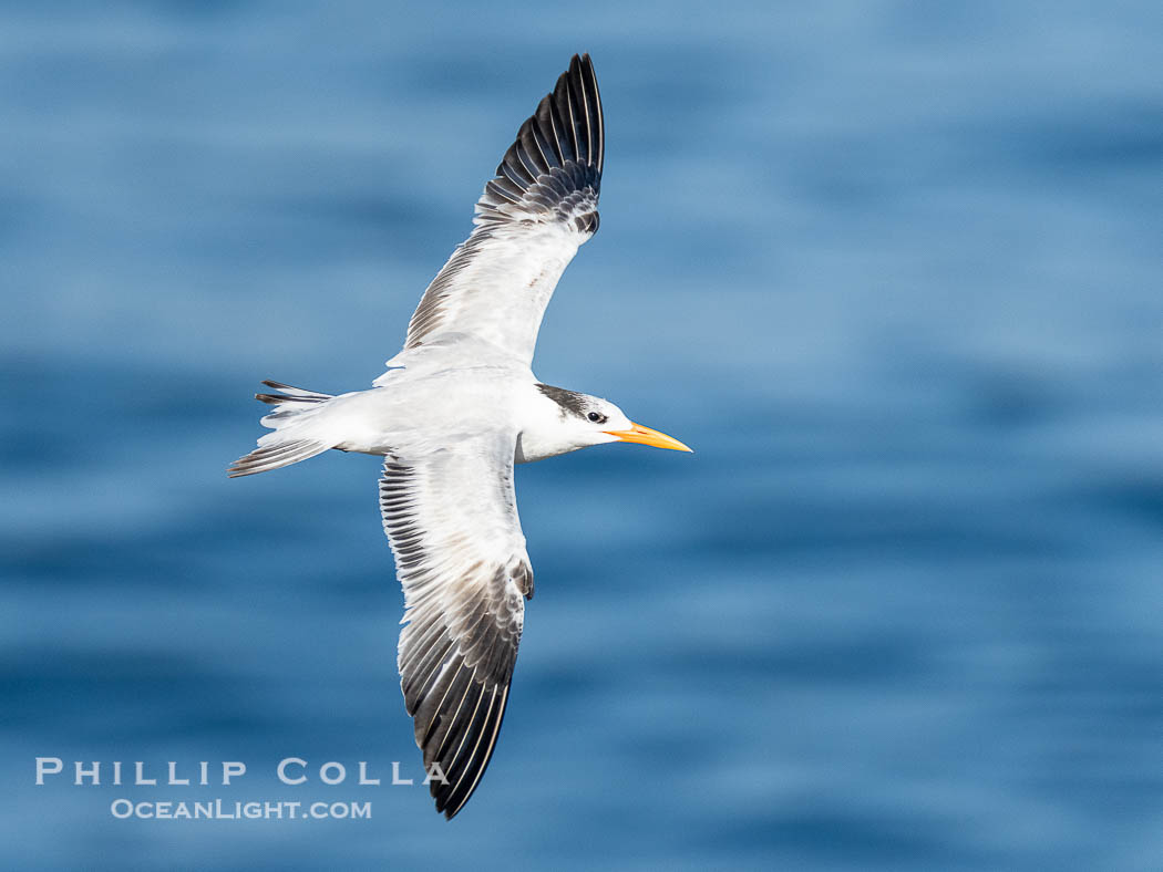 Royal Tern in flight, adult non-breeding plumage, La Jolla. California, USA, Sterna maxima, Thalasseus maximus, natural history stock photograph, photo id 41001