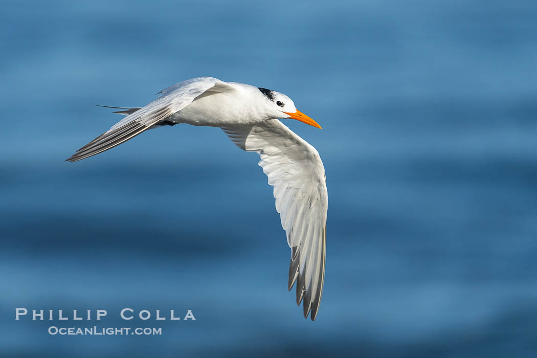 Royal tern in flight, Thalasseus maximus, adult nonbreeding plumage, blue ocean water in the background, La Jolla. California, USA, Sterna maxima, Thalasseus maximus, natural history stock photograph, photo id 39774