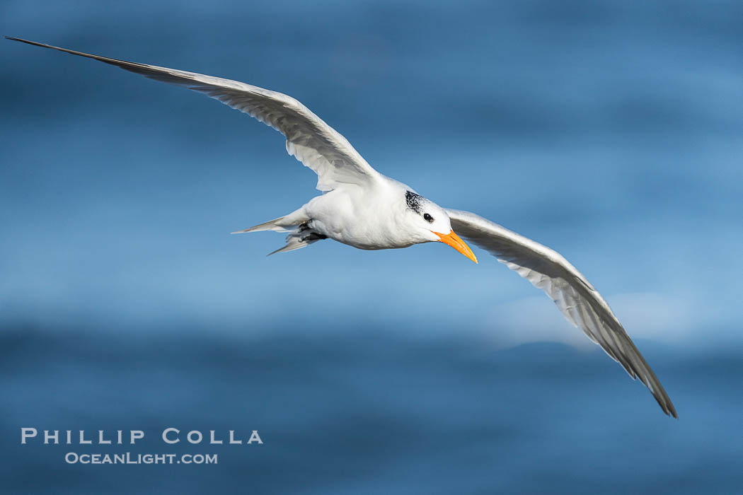 Royal tern in flight, Thalasseus maximus, adult nonbreeding plumage, ocean water in the background, La Jolla., Sterna maxima, Thalasseus maximus, natural history stock photograph, photo id 40690