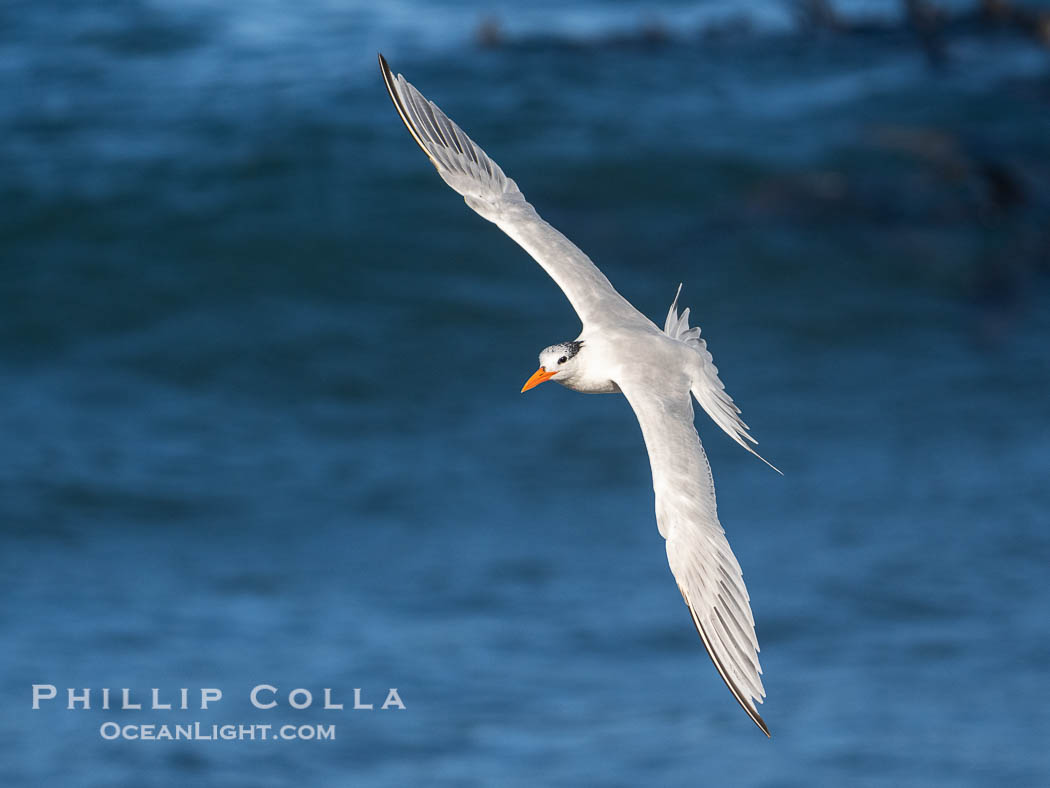 Royal tern in flight, Thalasseus maximus, adult nonbreeding plumage, blue ocean water in the background, La Jolla., Sterna maxima, Thalasseus maximus, natural history stock photograph, photo id 40722