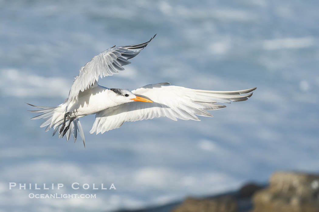 Royal tern in flight, Thalasseus maximus, adult nonbreeding plumage, breaking waves in the background, La Jolla. California, USA, Sterna maxima, Thalasseus maximus, natural history stock photograph, photo id 39772