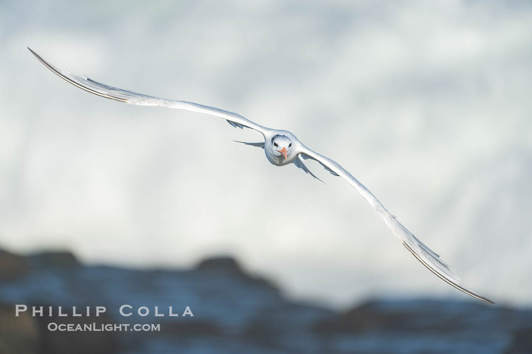 Royal tern in flight, Thalasseus maximus, adult nonbreeding plumage, breaking waves in the background, La Jolla. California, USA, Sterna maxima, Thalasseus maximus, natural history stock photograph, photo id 39780