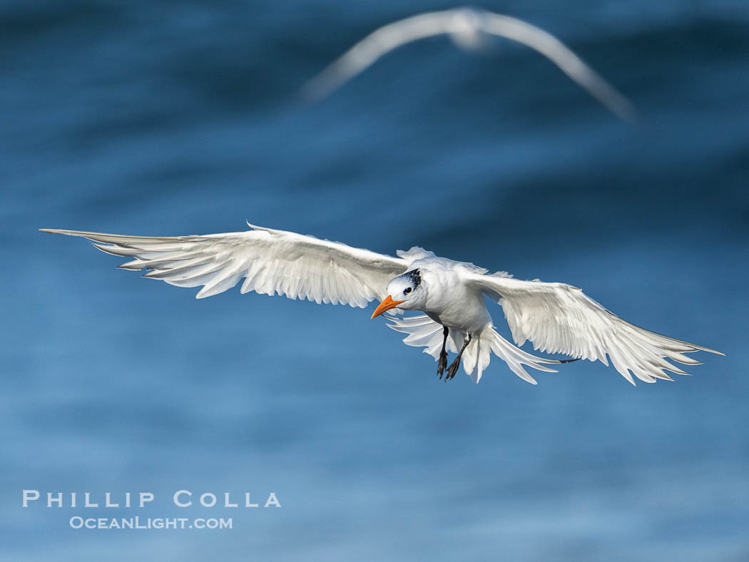 Royal tern in flight, Thalasseus maximus, adult nonbreeding plumage, ocean water in the background, La Jolla., Sterna maxima, Thalasseus maximus, natural history stock photograph, photo id 40688