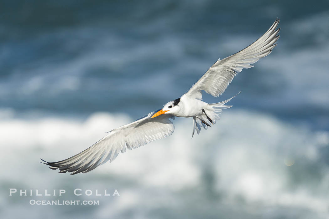 Royal tern in flight, Thalasseus maximus, adult nonbreeding plumage, breaking waves in the background, La Jolla., Sterna maxima, Thalasseus maximus, natural history stock photograph, photo id 39773