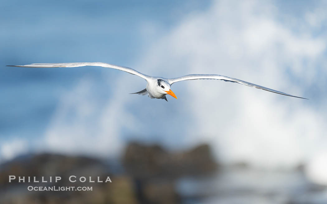 Royal tern in flight, Thalasseus maximus, adult nonbreeding plumage, ocean water in the background, La Jolla., Sterna maxima, Thalasseus maximus, natural history stock photograph, photo id 40689