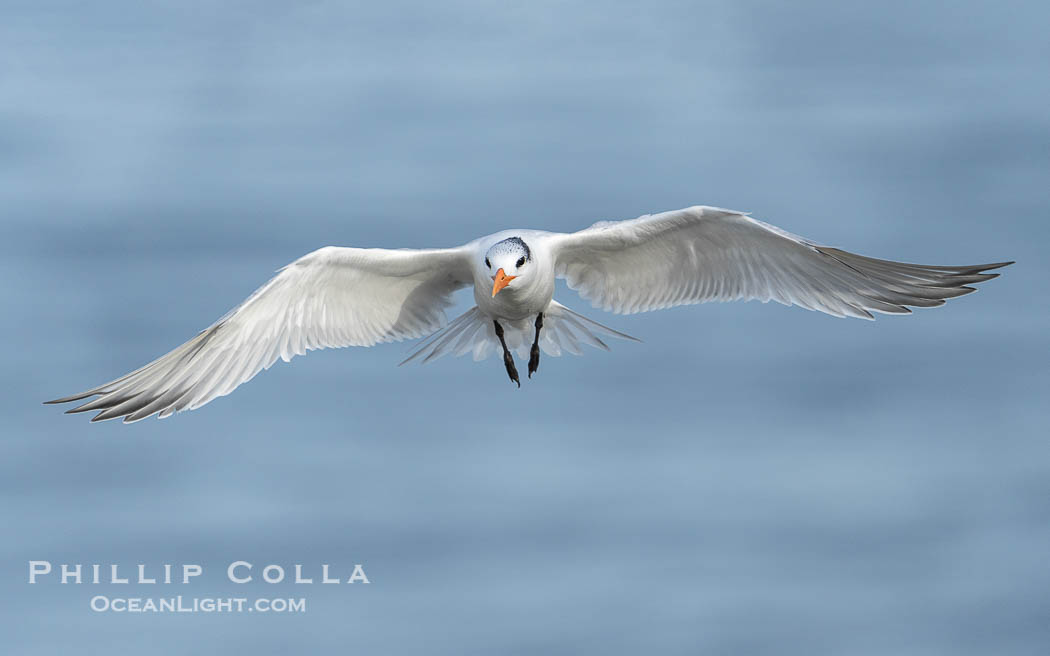 Royal Tern in Flight over the Ocean in La Jolla. California, USA, Sterna maxima, Thalasseus maximus, natural history stock photograph, photo id 40187