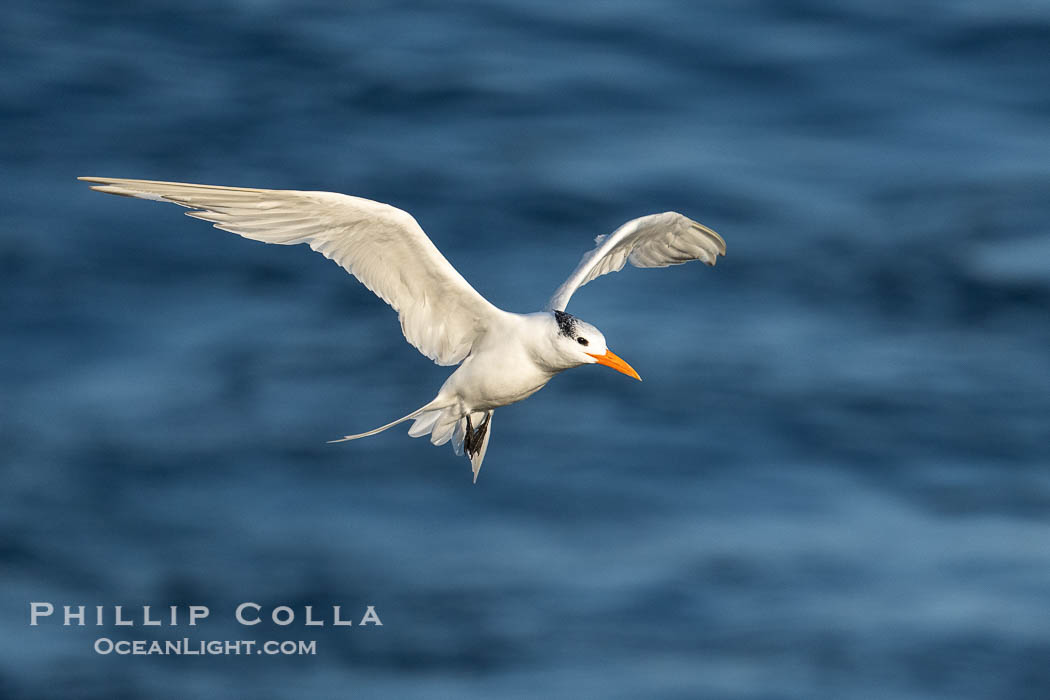 Royal Tern in Flight Over the Ocean, La Jolla. California, USA, Sterna maxima, Thalasseus maximus, natural history stock photograph, photo id 39845