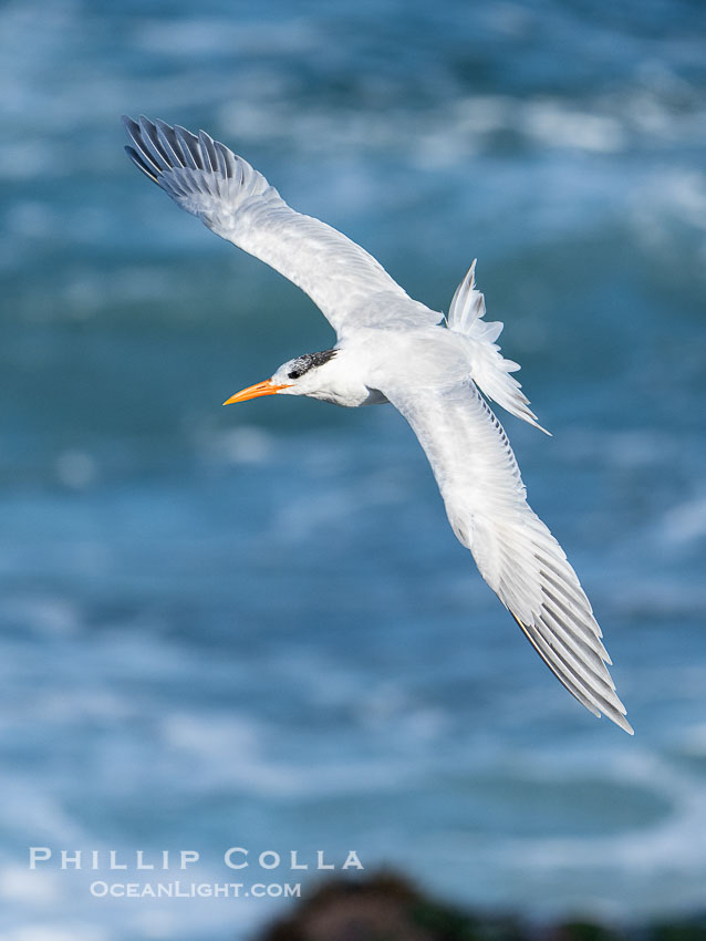 Royal Tern in Flight over the Ocean in La Jolla. California, USA, Sterna maxima, Thalasseus maximus, natural history stock photograph, photo id 40185