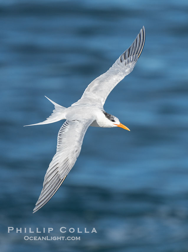 Royal Tern in Flight over the Ocean in La Jolla. California, USA, Sterna maxima, Thalasseus maximus, natural history stock photograph, photo id 40189