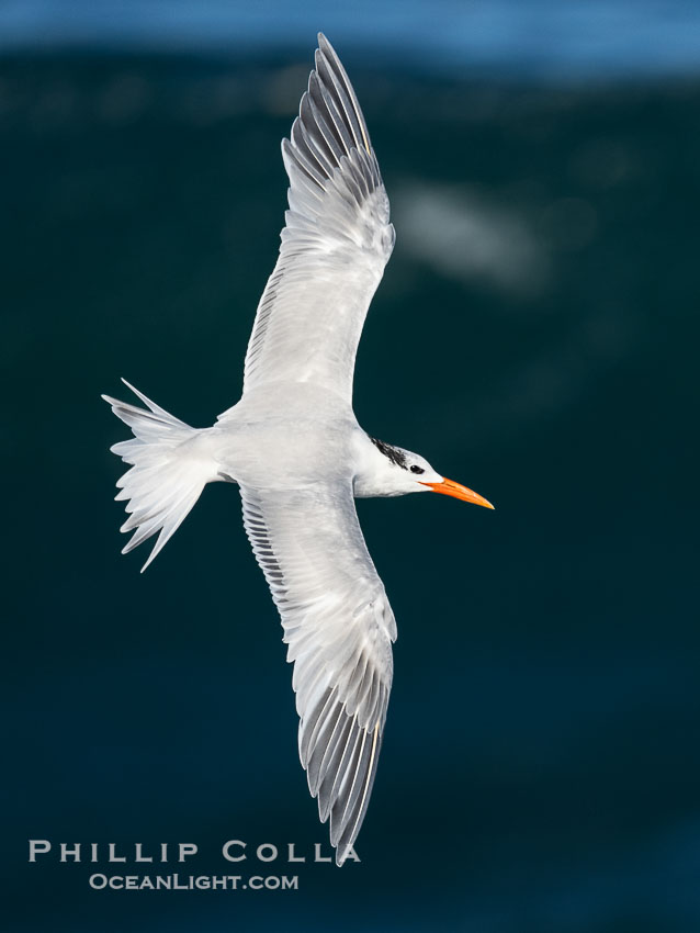 Royal Tern in Flight over the Pacific Ocean. La Jolla, California, USA, Sterna maxima, Thalasseus maximus, natural history stock photograph, photo id 40042
