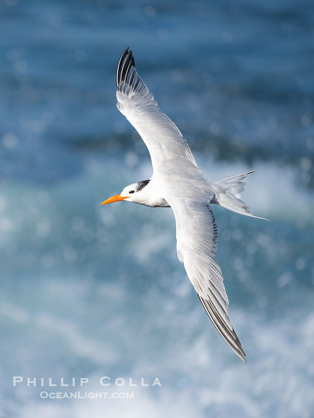 Royal Tern in Flight over the Pacific Ocean. La Jolla, California, USA, Sterna maxima, Thalasseus maximus, natural history stock photograph, photo id 40044