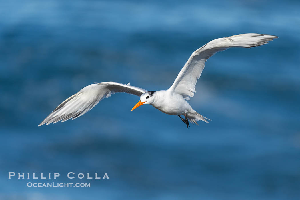 Royal Tern in Flight over the Pacific Ocean. La Jolla, California, USA, Sterna maxima, Thalasseus maximus, natural history stock photograph, photo id 40043