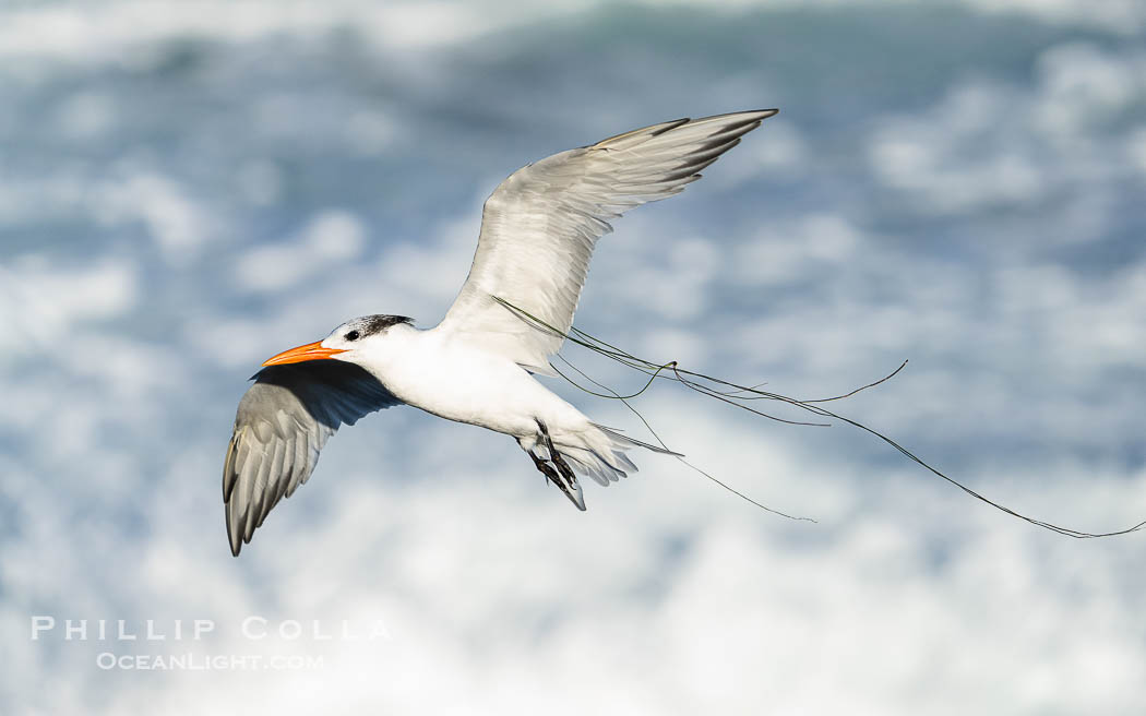 Royal tern in flight, Thalasseus maximus, wrapped in surf grass., Sterna maxima, Thalasseus maximus, natural history stock photograph, photo id 41513