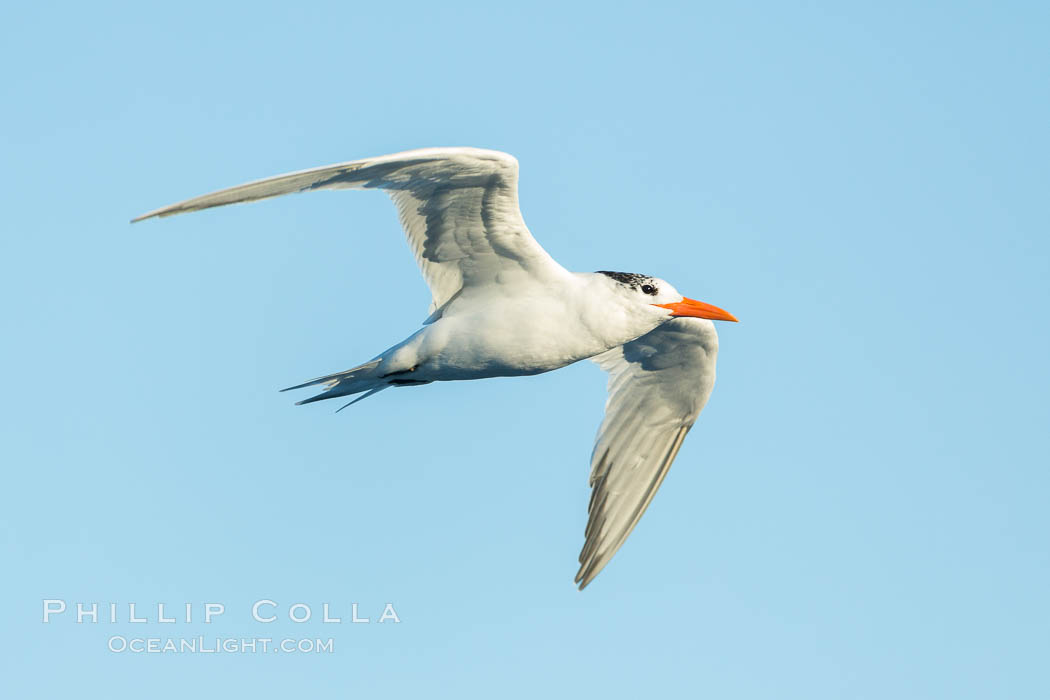 Royal tern in flight, winter adult phase. La Jolla, California, USA, Sterna maxima, natural history stock photograph, photo id 30307