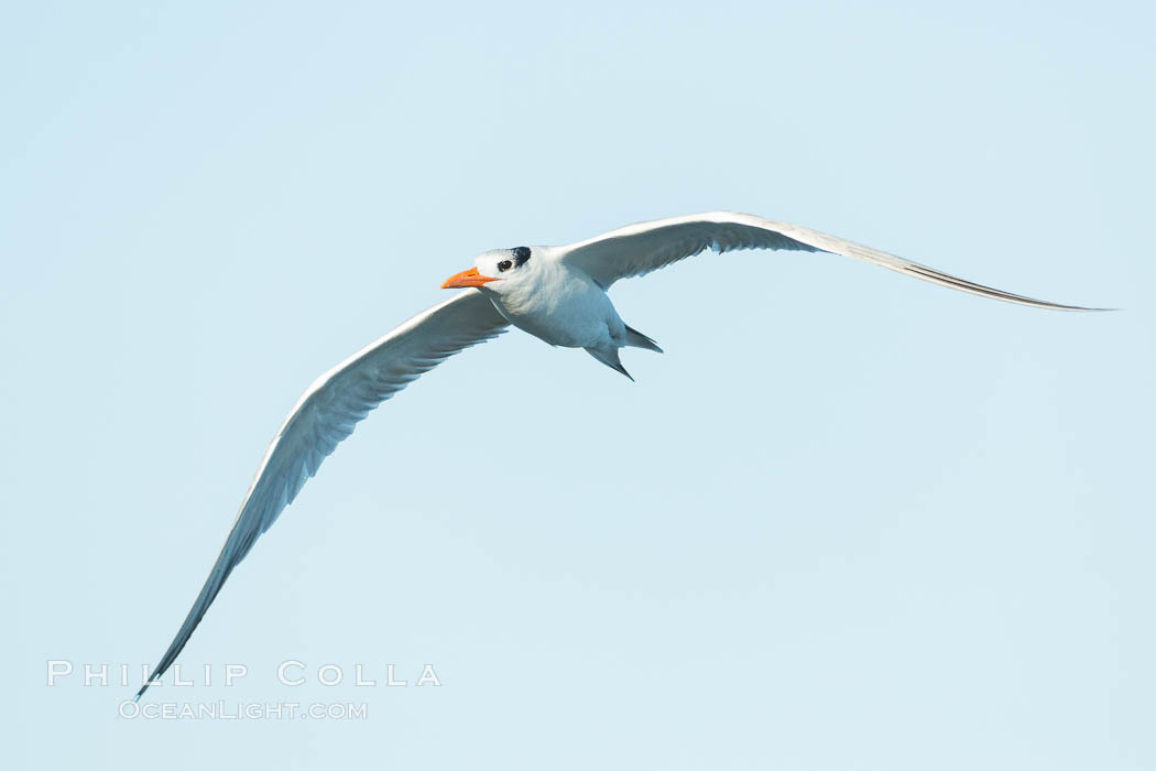 Royal tern in flight, winter adult phase. La Jolla, California, USA, Sterna maxima, Thalasseus maximus, natural history stock photograph, photo id 30319