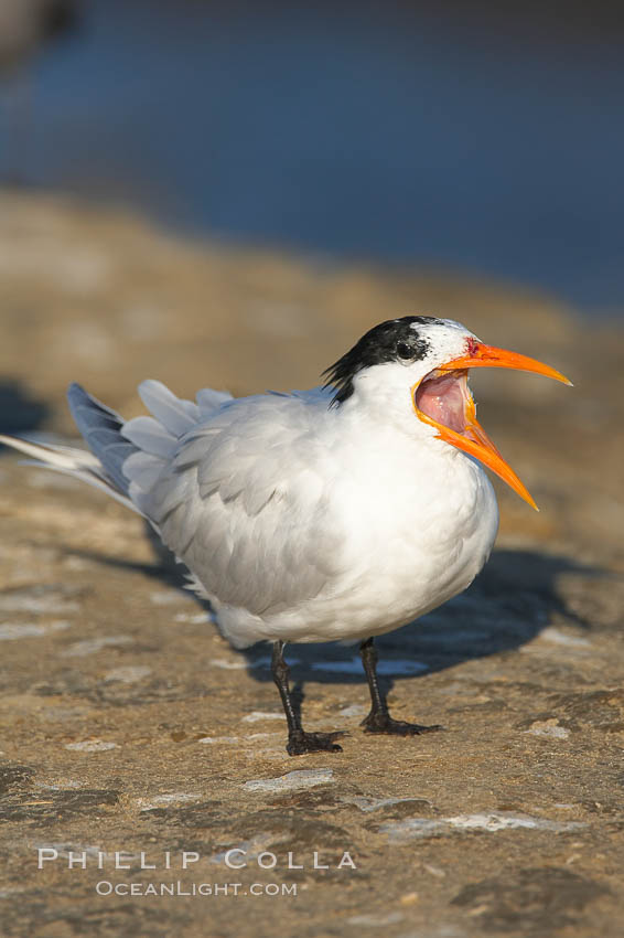 Royal tern, winter adult phase. La Jolla, California, USA, Sterna maxima, Thalasseus maximus, natural history stock photograph, photo id 18310