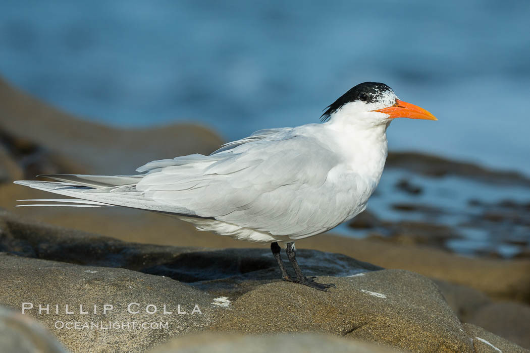 Royal Tern, La Jolla. California, USA, Sterna maxima, Thalasseus maximus, natural history stock photograph, photo id 30406