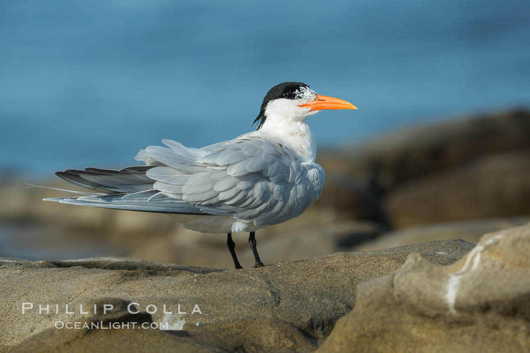 Royal Tern, La Jolla. California, USA, Sterna maxima, Thalasseus maximus, natural history stock photograph, photo id 30396