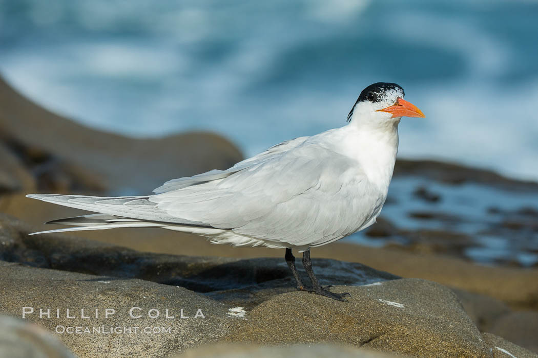 Royal Tern, La Jolla. California, USA, Sterna maxima, natural history stock photograph, photo id 30408