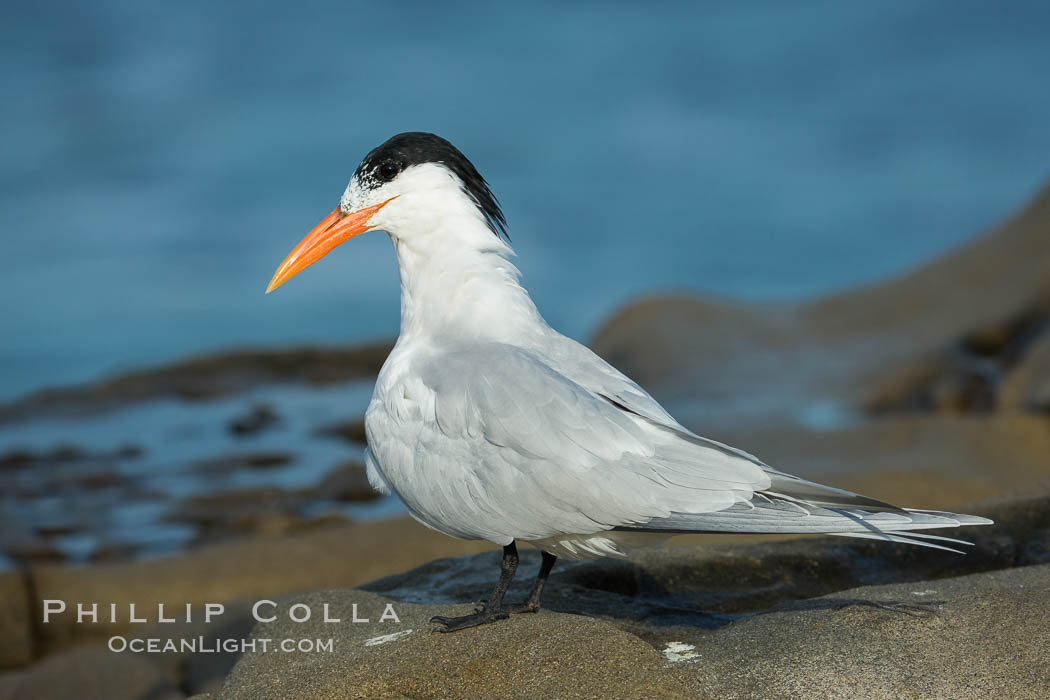 Royal Tern, La Jolla. California, USA, Sterna maxima, natural history stock photograph, photo id 30399