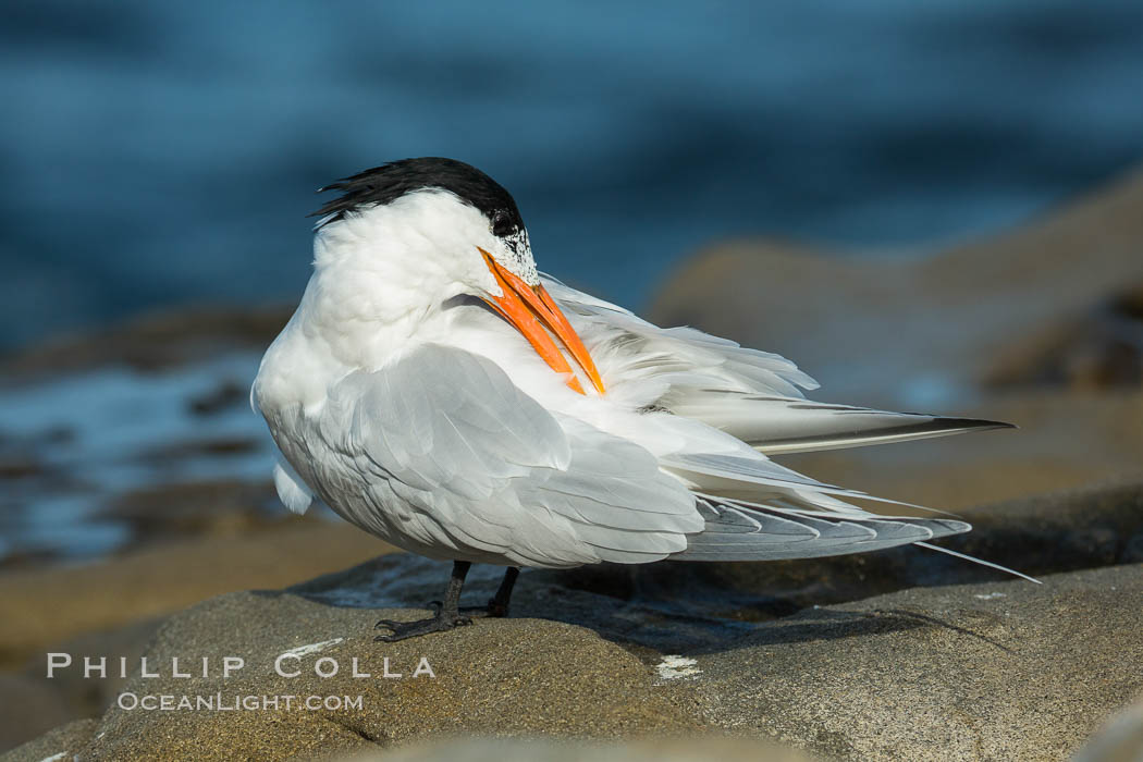 Royal Tern, La Jolla. California, USA, Sterna maxima, natural history stock photograph, photo id 30403