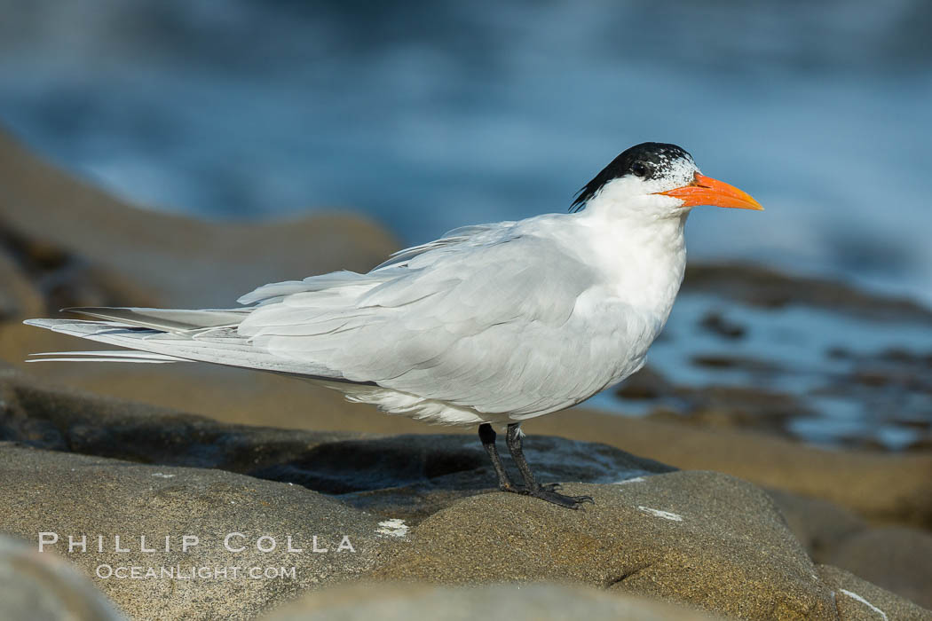 Royal Tern, La Jolla. California, USA, Sterna maxima, natural history stock photograph, photo id 30407