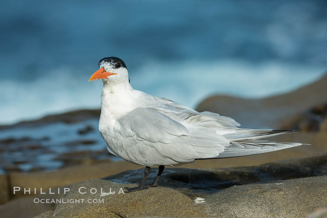 Royal Tern, La Jolla. California, USA, Sterna maxima, Thalasseus maximus, natural history stock photograph, photo id 30401