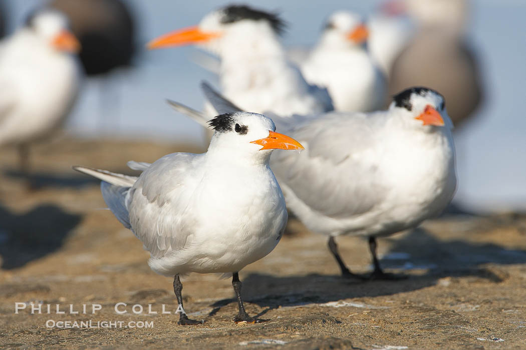 Royal tern, winter adult phase., Sterna maxima, natural history stock photograph, photo id 18316