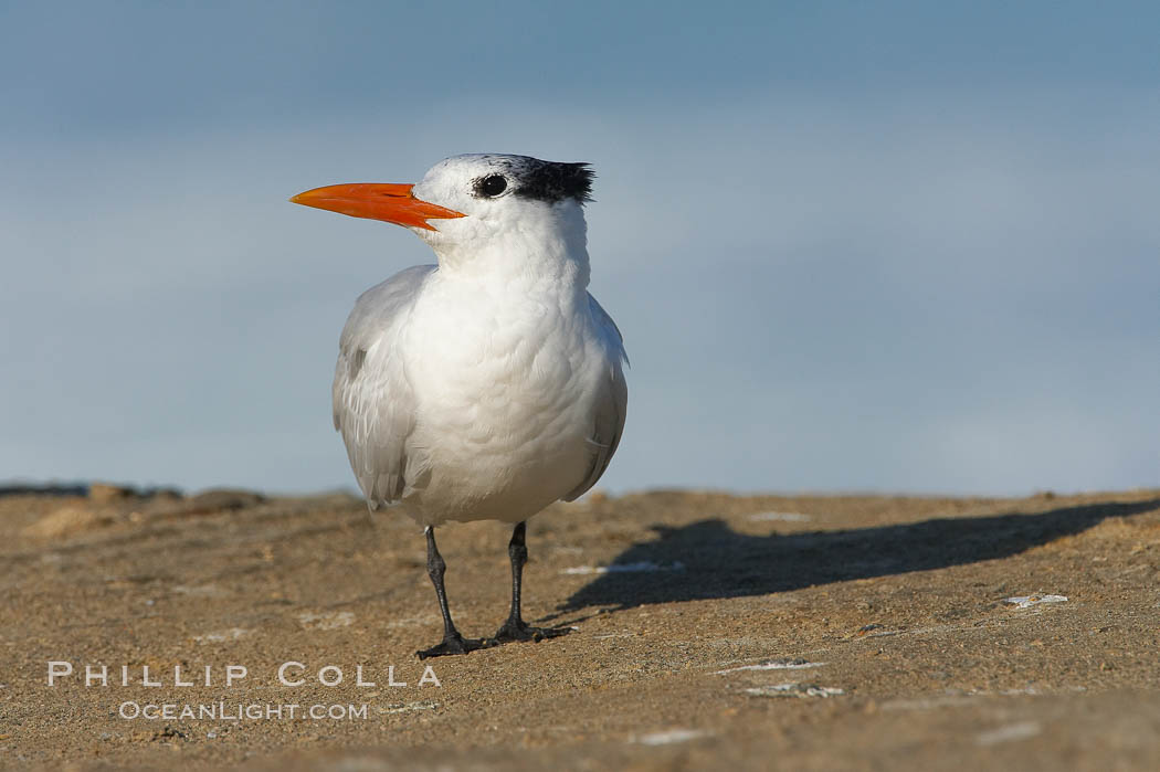 Royal tern, winter adult phase. La Jolla, California, USA, Sterna maxima, Thalasseus maximus, natural history stock photograph, photo id 18311