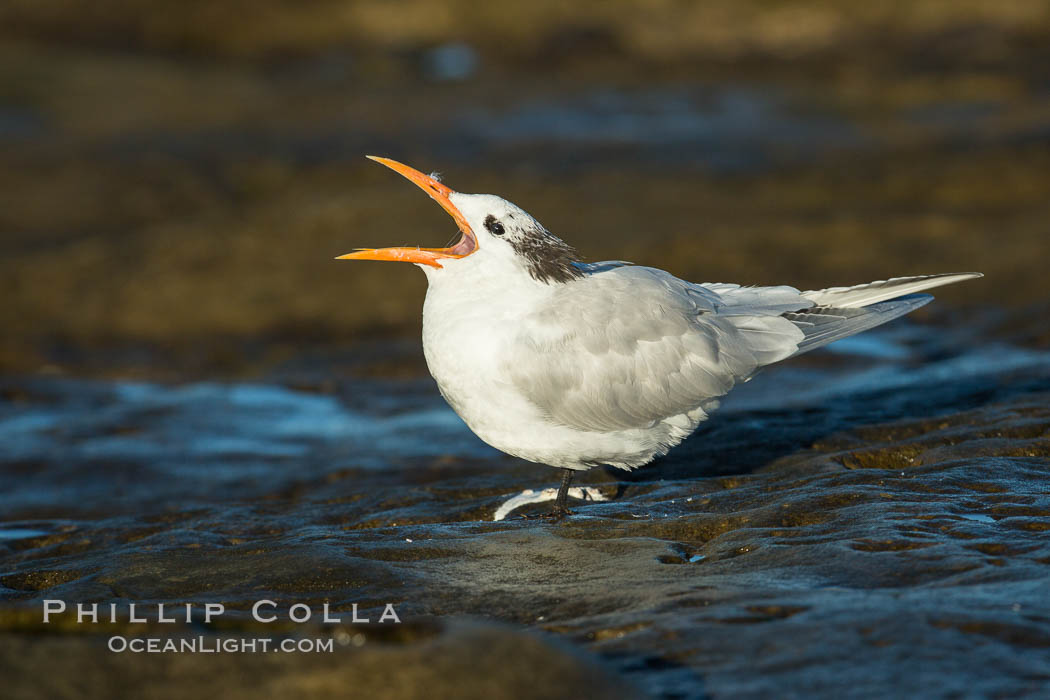 Royal tern, winter adult phase. La Jolla, California, USA, Sterna maxima, Thalasseus maximus, natural history stock photograph, photo id 30354