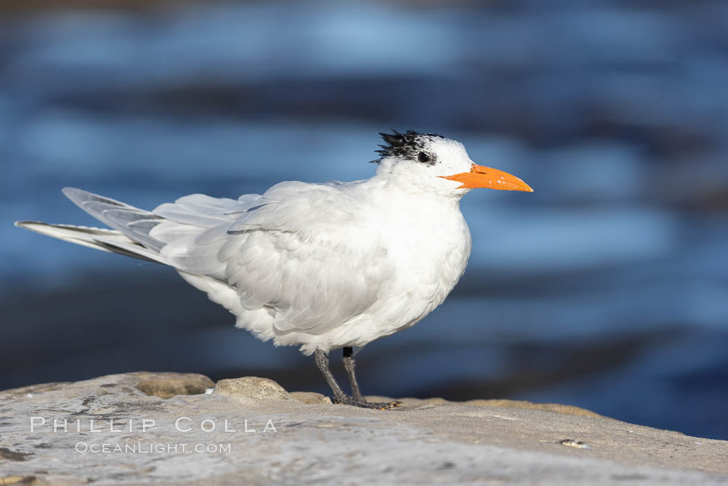 Royal tern, winter adult phase. La Jolla, California, USA, Sterna maxima, natural history stock photograph, photo id 37722