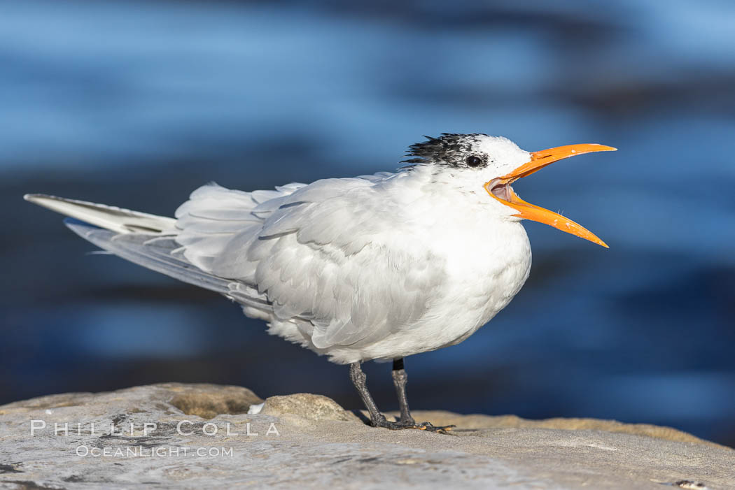 Royal tern, winter adult phase, Sterna maxima, La Jolla, California Royal tern, winter adult phase, Sterna maxima, La Jolla, California