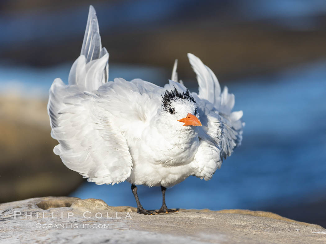 Royal tern, winter adult phase, Sterna maxima, Thalasseus maximus, La Jolla, California Royal tern, winter adult phase, Sterna maxima, Thalasseus maximus, La Jolla, California