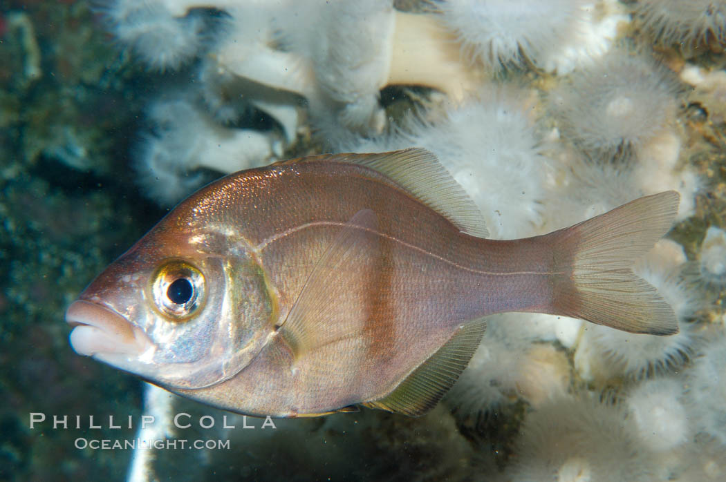 Rubberlip seaperch., Rhacochilus toxotes, natural history stock photograph, photo id 09033