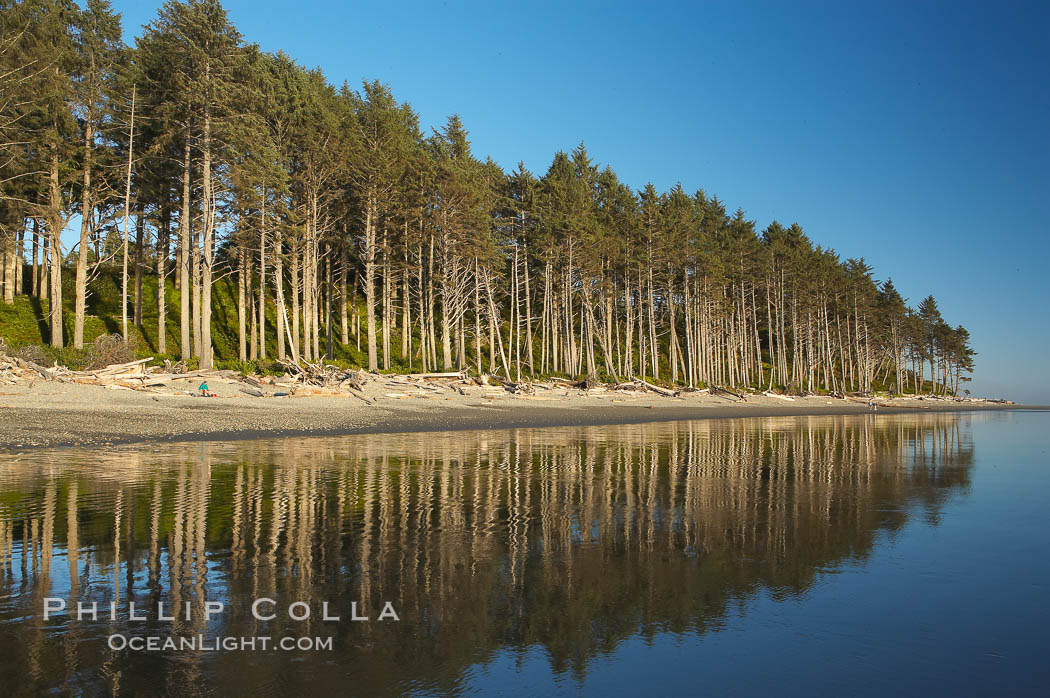 Ruby Beach, sunset lights up the trees along the beach. Olympic National Park, Washington, USA, natural history stock photograph, photo id 13808