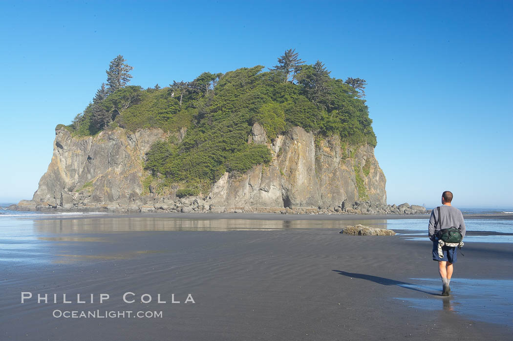A visitor walks along Ruby Beach at low tide and admires its famous seastack, early morning. Olympic National Park, Washington, USA, natural history stock photograph, photo id 13815