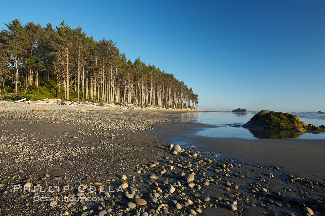 Ruby Beach, sunset lights up the trees along the beach. Olympic National Park, Washington, USA, natural history stock photograph, photo id 13809