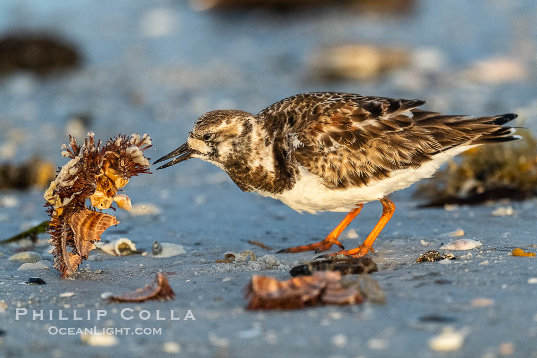 Ruddy Turnstone, Arenaria interpres, Fort De Soto, Florida, Arenaria interpres, Fort De Soto Park, St. Petersburg Ruddy Turnstone, Arenaria interpres, Fort De Soto, Florida, Arenaria interpres, Fort De Soto Park, St. Petersburg