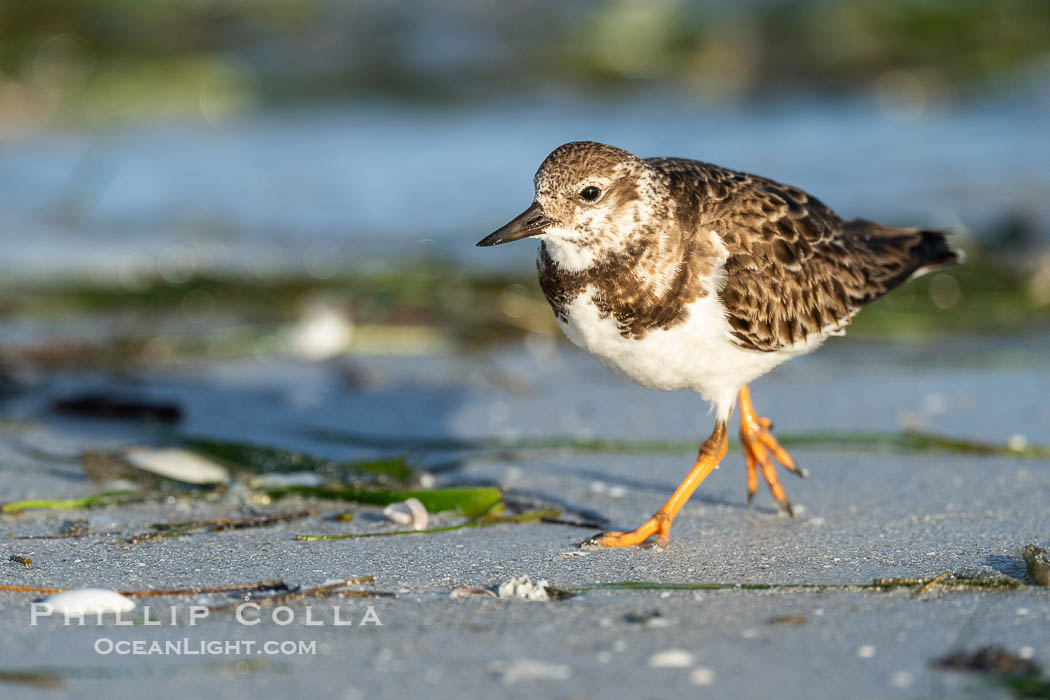 Ruddy Turnstone, Arenaria interpres, Fort De Soto, Florida, Arenaria interpres, Fort De Soto Park, St. Petersburg Ruddy Turnstone, Arenaria interpres, Fort De Soto, Florida, Arenaria interpres, Fort De Soto Park, St. Petersburg