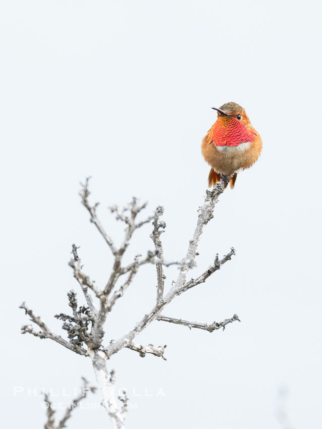 Rufous Hummingbird Brilliant Gorget Display While Perched, Coast Walk, La Jolla. California, USA, Selasphorus rufus, natural history stock photograph, photo id 40262