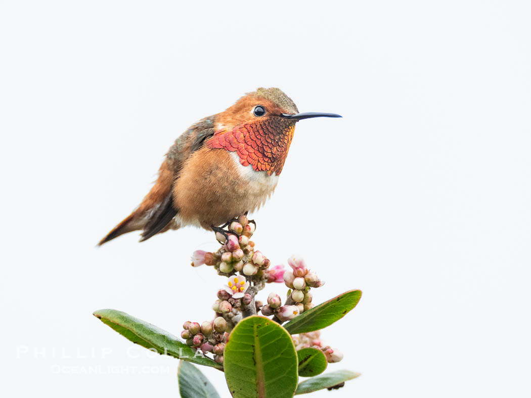 Rufous Hummingbird Brilliant Gorget Display While Perched, Coast Walk, La Jolla. California, USA, Selasphorus rufus, natural history stock photograph, photo id 40264
