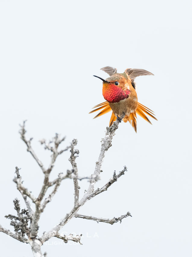 Rufous Hummingbird Brilliant Gorget Display While Perched, Coast Walk, La Jolla, Selasphorus rufus