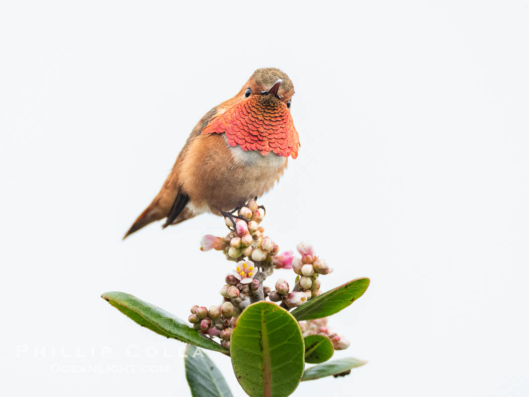 Rufous Hummingbird Brilliant Gorget Display While Perched, Coast Walk, La Jolla. California, USA, Selasphorus rufus, natural history stock photograph, photo id 40265