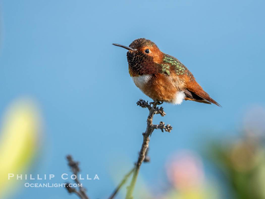 Rufous Hummingbird Perched, Selasphorus rufus, Coast Walk, La Jolla., natural history stock photograph, photo id 41506