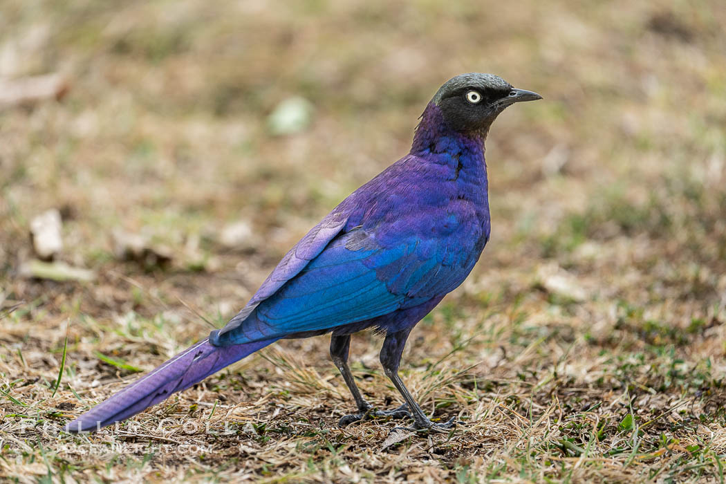 Ruppells Long-Tailed Starling, Lamprotornis purpuroptera, Masai Mara., Lamprotornis purpuroptera, natural history stock photograph, photo id 39622